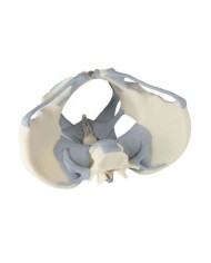 Erler Zimmer, modello anatomico di scheletro del bacino femminile con legamenti 4070L