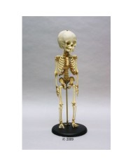 Erler Zimmer, modello di scheletro didattico di bambino di 14/16 mesi, su base 2870