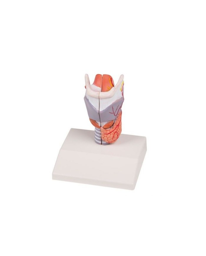 Erler Zimmer, modello anatomico di laringe, a grandezza naturale G223