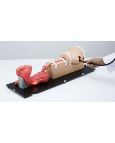 Modello simulatore medico EGD - Esofagogastroduodenoscopia - Erler Zimmer LM103 Modello simulatore medico EGD - Esofagogastroduodenoscopia - Erler Zimmer LM103