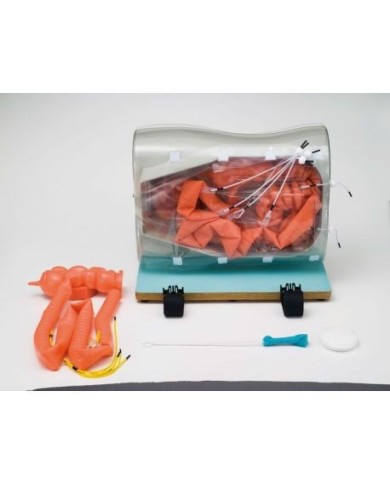 Modello simulatore medico - Addestramento alla Colonscopia ed Enteroscopia - Erler Zimmer LM100A