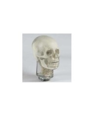 Simulatore per radiologia - Cranio con vertebre Cervicali - Opaco - Erler Zimmer 7310