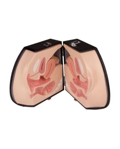 Simulatore per Ginecologia - Organi genitali femminil - Erler Zimmer LM30