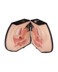 Simulatore per Ginecologia - Organi genitali femminil - Erler Zimmer LM30