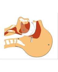 Simulatore per respirazione - Pannello per la dimostrazione delle vie aeree - Erler Zimmer R10142