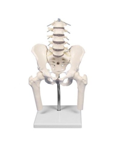Erler Zimmer, colonna vertebrale lombare, con bacino e femori per la dimostrazione di cattive posizioni, su stativo 4045G Erler Zimmer, colonna vertebrale lombare, con bacino e femori per la dimostrazione di cattive posizioni, su stativo 4045G