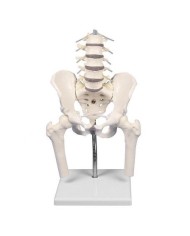 Erler Zimmer, colonna vertebrale lombare, con bacino e femori per la dimostrazione di cattive posizioni, su stativo 4045G