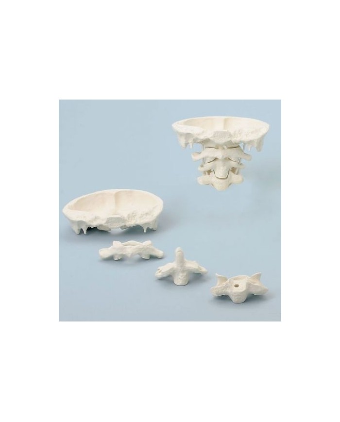 Erler Zimmer, modello di articolazione del cranio, a dimensione naturale, scomponibile in 4 parti 4080/1