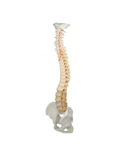 Erler Zimmer, modello di colonna vertebrale di alta qualità con bacino, colorata per la didattica 4010/1 Erler Zimmer, modello di colonna vertebrale di alta qualità con bacino, colorata per la didattica 4010/1