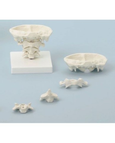 Erler Zimmer, modello di articolazione del cranio, a dimensione naturale, su stand, scomponibile in 4 parti 4080 Erler Zimmer, modello di articolazione del cranio, a dimensione naturale, su stand, scomponibile in 4 parti 4080