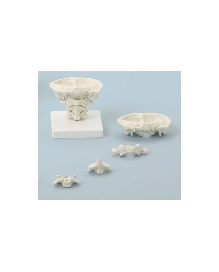 Erler Zimmer, modello di articolazione del cranio, a dimensione naturale, su stand, scomponibile in 4 parti 4080