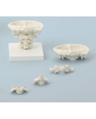 Erler Zimmer, modello di articolazione del cranio, a dimensione naturale, su stand, scomponibile in 4 parti 4080