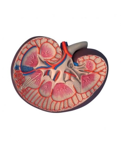 Modello anatomico di sezione del rene longitudinale, ingrandito 3 volte K09 Modello anatomico di sezione del rene longitudinale, ingrandito 3 volte K09