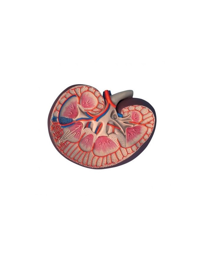 Modello anatomico di sezione del rene longitudinale, ingrandito 3 volte K09