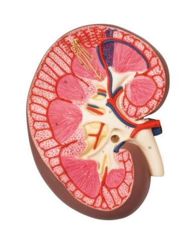 Modello anatomico di sezione del rene longitudinale, ingrandito 3 volte K10 Modello anatomico di sezione del rene longitudinale, ingrandito 3 volte K10