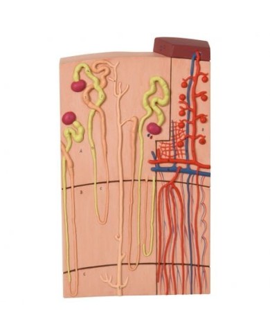 Modello anatomico di nefrone con vasi sanguigni, ingrandito 120 volte k10/1 Modello anatomico di nefrone con vasi sanguigni, ingrandito 120 volte k10/1