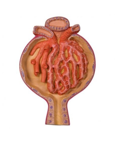Modello anatomico di corpuscolo renale, ingrandito 700 volte k10/2 Modello anatomico di corpuscolo renale, ingrandito 700 volte k10/2