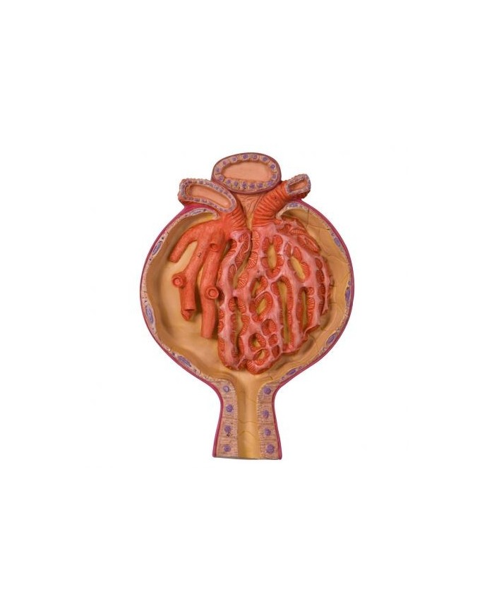 Modello anatomico di corpuscolo renale, ingrandito 700 volte k10/2