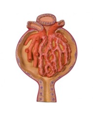 Modello anatomico di corpuscolo renale, ingrandito 700 volte k10/2