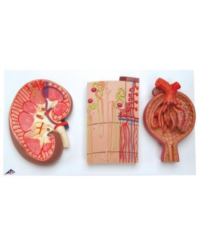 Modello anatomico di sezione del rene, nefrone, vasi sanguigni e corpuscolo renale, k11 Modello anatomico di sezione del rene, nefrone, vasi sanguigni e corpuscolo renale, k11