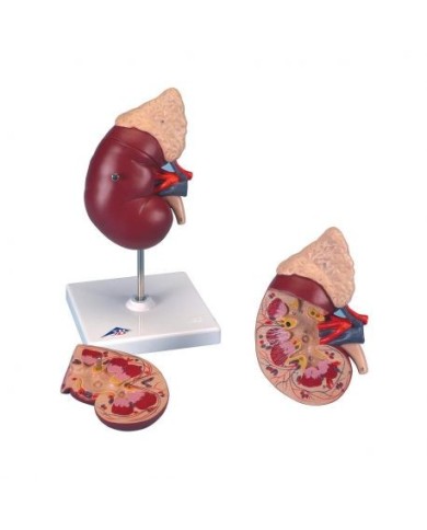 Modello anatomico di rene con ghiandola surrenale, scomponibile in 2 parti K12 Modello anatomico di rene con ghiandola surrenale, scomponibile in 2 parti K12