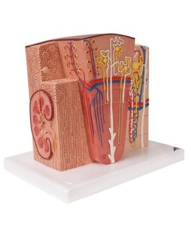 Modello anatomico di rene 3B MICROanatomy K13 Modello anatomico di rene 3B MICROanatomy K13