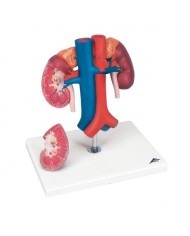 Modello anatomico di reni con vasi sanguigni, scomponibili in 2 parti K22/1