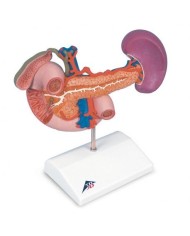 Modello anatomico di organi posteriori della parte superiore del ventre K22/2