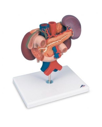 Modello anatomico di reni con organi della parte superiore del ventre, in 3 parti K22/3 Modello anatomico di reni con organi della parte superiore del ventre, in 3 parti K22/3