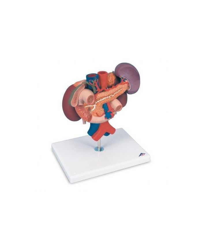 Modello anatomico di reni con organi della parte superiore del ventre, in 3 parti K22/3