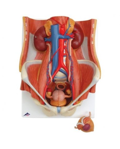 Modello anatomico di apparato urinario, bisessuato, in 6 parti, 3B Scientific K32 Modello anatomico di apparato urinario, bisessuato, in 6 parti, 3B Scientific K32