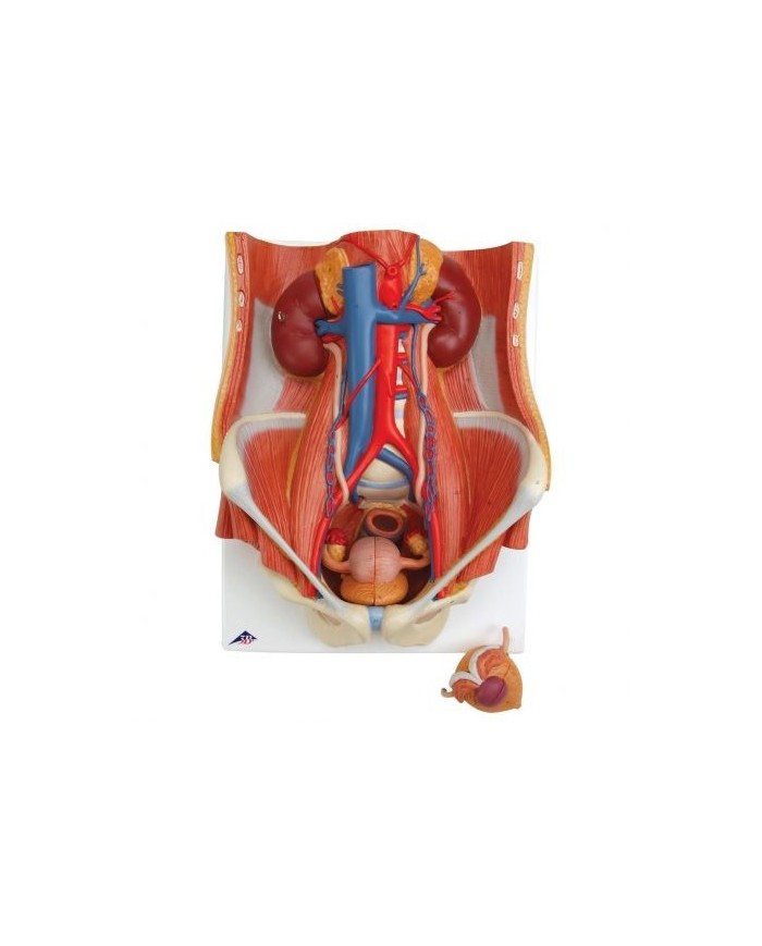 Modello anatomico di apparato urinario, bisessuato, in 6 parti, 3B Scientific K32
