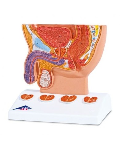 Modello anatomico di prostata a grandezza dimezzata 3B Scientific K41
