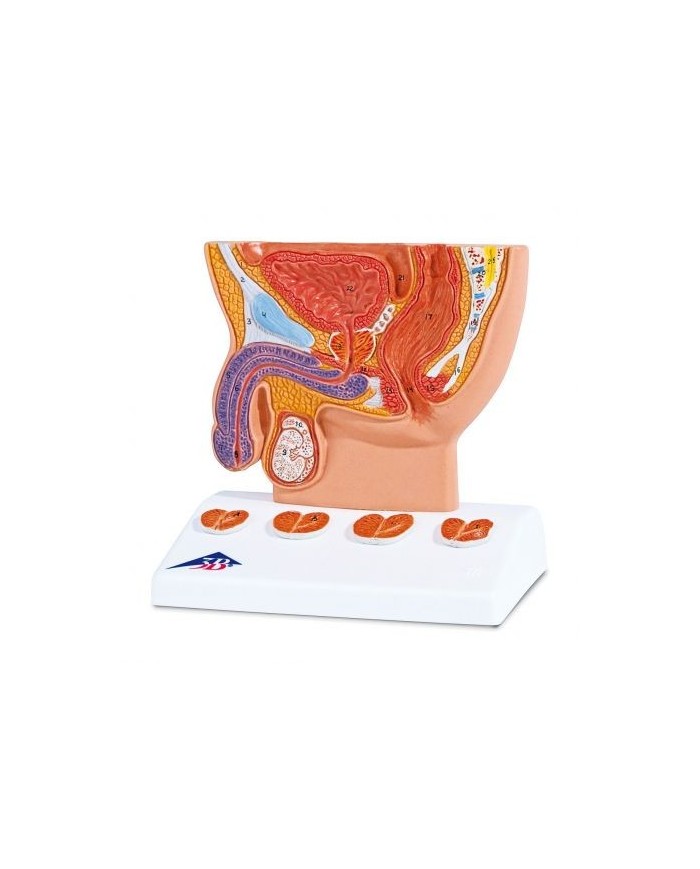 Modello anatomico di prostata a grandezza dimezzata 3B Scientific K41