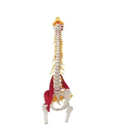 Colonna vertebrale 3B Scientific con Muscoli e tronchi dei femori W99120 Colonna vertebrale 3B Scientific con Muscoli e tronchi dei femori W99120