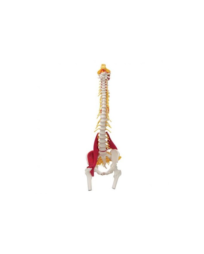 Colonna vertebrale 3B Scientific con Muscoli e tronchi dei femori W99120