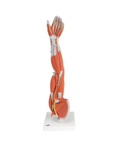 3B Scientific, Braccio con muscoli, in 6 parti M10 3B Scientific, Braccio con muscoli, in 6 parti M10