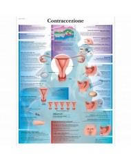 3B Scientific, tavola anatomica, TA Contraccezione (cod, VR4591UU )