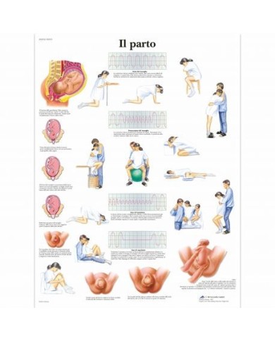 3B Scientific, tavola anatomica, Il parto (cod, VR4555UU ) 3B Scientific, tavola anatomica, Il parto (cod, VR4555UU )