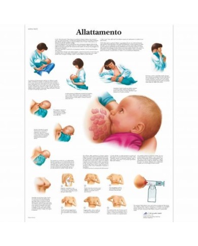 3B Scientific, tavola anatomica, Allattamento (cod, VR4557UU ) 3B Scientific, tavola anatomica, Allattamento (cod, VR4557UU )