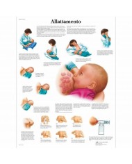3B Scientific, tavola anatomica, Allattamento (cod, VR4557UU )