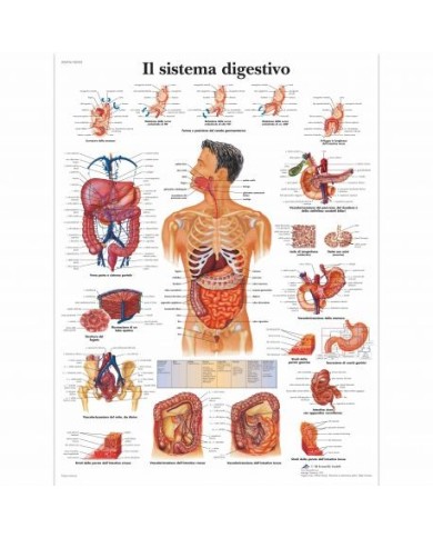 3B Scientific, tavola anatomica, Il sistema digestivo (cod, VR4422UU ) 3B Scientific, tavola anatomica, Il sistema digestivo (cod, VR4422UU )