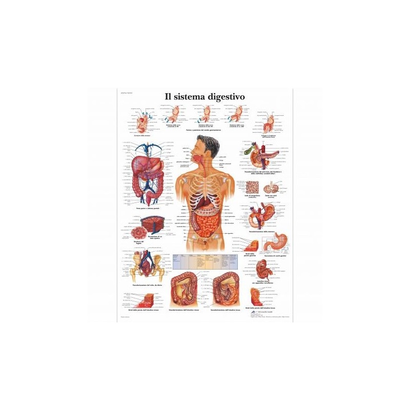 3B Scientific, tavola anatomica, Il sistema digestivo (cod, VR4422UU )