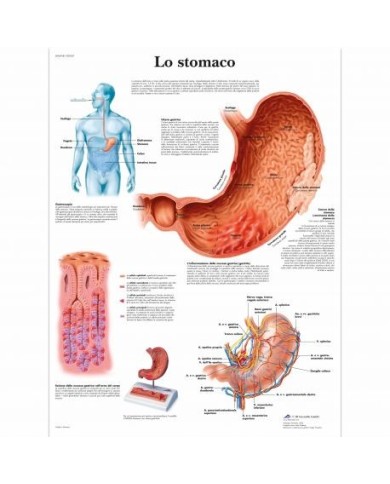 3B Scientific, tavola anatomica, Lo stomaco (cod, VR4426UU ) 3B Scientific, tavola anatomica, Lo stomaco (cod, VR4426UU )