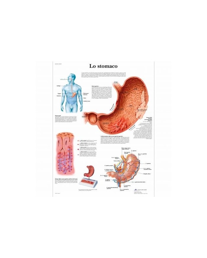 Poster Anatomia Muscolare Umana 50x67 Cm - Tavola Didattica A Colori Per Studio E Medicina - Foto 3