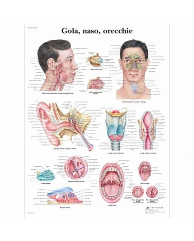 3B Scientific, tavola anatomica, Gola, naso, orecchie (cod, VR4247UU ) 3B Scientific, tavola anatomica, Gola, naso, orecchie (cod, VR4247UU )