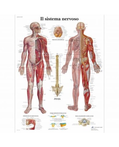 3B Scientific, tavola anatomica, Il Sistema Nervoso (cod, VR4620UU) 3B Scientific, tavola anatomica, Il Sistema Nervoso (cod, VR4620UU)