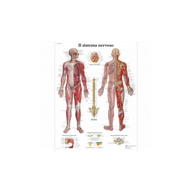 3B Scientific, tavola anatomica, Il Sistema Nervoso (cod, VR4620UU)