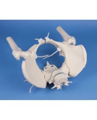 Erler Zimmer, modello a montaggio elastico di scheletro del bacino femminile con due vertebre lombari e tronchi dei femori 4059G