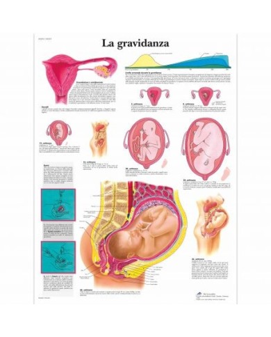 3B Scientific, tavola anatomica, La gravidanza (cod, VR4554L ) 3B Scientific, tavola anatomica, La gravidanza (cod, VR4554L )